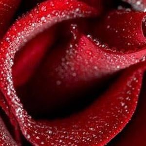 Meet your Posher, Tamara